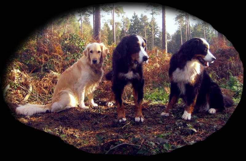 Willow, Betty, Wilma zusammen.
